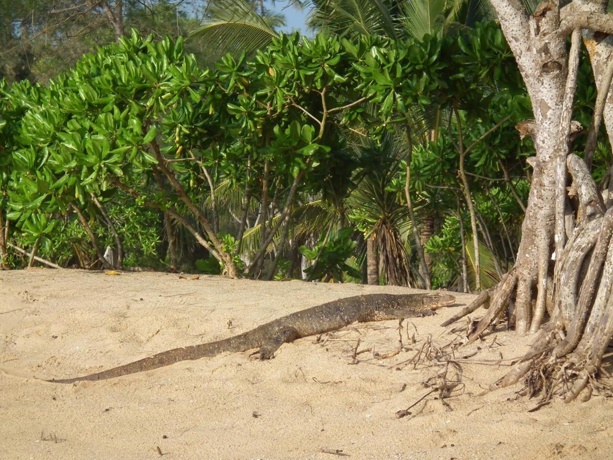 Вилла Coconut Island Тангалла Экстерьер фото
